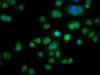 Immunofluorescence staining of Hela cells with CSB-PA890679LA01HU at 1:266, counter-stained with DAPI. The cells were fixed in 4% formaldehyde, permeabilized using 0.2% Triton X-100 and blocked in 10% normal Goat Serum. The cells were then incubated with the antibody overnight at 4°C. The secondary antibody was Alexa Fluor 488-congugated AffiniPure Goat Anti-Rabbit IgG (H+L) .