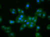 Immunofluorescence staining of HepG2 cells with CSB-PA890926LA01HU at 1:133, counter-stained with DAPI. The cells were fixed in 4% formaldehyde, permeabilized using 0.2% Triton X-100 and blocked in 10% normal Goat Serum. The cells were then incubated with the antibody overnight at 4°C. The secondary antibody was Alexa Fluor 488-congugated AffiniPure Goat Anti-Rabbit IgG (H+L) .