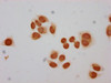 Immunocytochemistry analysis of CSB-PA010403OA12me1HU diluted at 1:30 and staining in Hela cells performed on a Leica BondTM system. The cells were fixed in 4% formaldehyde, permeabilized using 0.2% Triton X-100 and blocked with 10% normal goat serum 30min at RT. Then primary antibody (1% BSA) was incubated at 4°C overnight. The primary is detected by a biotinylated secondary antibody and visualized using an HRP conjugated SP system.