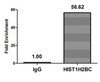 Chromatin Immunoprecipitation Hela (4*10<sup>6</sup>) were treated with Micrococcal Nuclease, sonicated, and immunoprecipitated with 5µg anti-HIST1H2BC (CSB-PA010403OA12me1HU) or a control normal rabbit IgG. The resulting ChIP DNA was quantified using real-time PCR with primers against the β-Globin promoter.