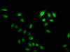 Immunofluorescence staining of Hela cells (treated with 30mM sodium crotonylate for 4h) with CSB-PA010403OA20crHU at 1:12.5, counter-stained with DAPI. The cells were fixed in 4% formaldehyde, permeabilized using 0.2% Triton X-100 and blocked in 10% normal Goat Serum. The cells were then incubated with the antibody overnight at 4°C. The secondary antibody was Alexa Fluor 488-congugated AffiniPure Goat Anti-Rabbit IgG (H+L) .