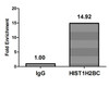 Chromatin Immunoprecipitation Hela (10<sup>6</sup>, treated with 30mM sodium crotonylate for 4h) were treated with Micrococcal Nuclease, sonicated, and immunoprecipitated with 5µg anti-HIST1H2BC (CSB-PA010403OA20crHU) or a control normal rabbit IgG. The resulting ChIP DNA was quantified using real-time PCR with primers against the β-Globin promoter.