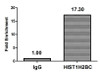 Chromatin Immunoprecipitation Hela (10<sup>6</sup>, treated with 30mM sodium butyrate for 4h) were treated with Micrococcal Nuclease, sonicated, and immunoprecipitated with 5µg anti-HIST1H2BC (CSB-PA010403OA85acHU) or a control normal rabbit IgG. The resulting ChIP DNA was quantified using real-time PCR with primers against the β-Globin promoter. Chromatin Immunoprecipitation Hela (10<sup>6</sup>, treated with 30mM sodium butyrate for 4h) were treated with Micrococcal Nuclease, sonicated, and immunoprecipitated with 5µg anti-HIST1H2BC (CSB-PA010403OA85acHU) or a control normal rabbit IgG. The resulting ChIP DNA was quantified using real-time PCR with primers against the β-Globin promoter.