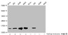 Western Blot<br />
 Detected samples: Hela whole cell lysate, 293 whole cell lysate, A549 whole cell lysate, K562 whole cell lysate; Untreated (-) or treated (+) with 30mM sodium butyrate for 4h<br />
 All lanes: HIST1H2BC antibody at 1:100<br />
 Secondary<br />
 Goat polyclonal to rabbit IgG at 1/50000 dilution<br />
 Predicted band size: 14 kDa<br />
 Observed band size: 14 kDa<br />