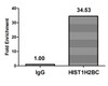 Chromatin Immunoprecipitation Hela (4*10<sup>6</sup>, treated with 30mM sodium butyrate for 4h) were treated with Benzanase, sonicated, and immunoprecipitated with 5µg anti-HIST1H2BC (CSB-PA010403OA108acHU) or a control normal rabbit IgG. The resulting ChIP DNA was quantified using real-time PCR with primers against the β-Globin promoter.