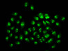 Immunofluorescence staining of Hela cells (treated with 30mM sodium butyrate for 4h) with CSB-PA010418OA04hibHU at 1:20, counter-stained with DAPI. The cells were fixed in 4% formaldehyde, permeabilized using 0.2% Triton X-100 and blocked in 10% normal Goat Serum. The cells were then incubated with the antibody overnight at 4°C. The secondary antibody was Alexa Fluor 488-congugated AffiniPure Goat Anti-Rabbit IgG (H+L) . Immunofluorescence staining of Hela cells (treated with 30mM sodium butyrate for 4h) with CSB-PA010418OA04hibHU at 1:20, counter-stained with DAPI. The cells were fixed in 4% formaldehyde, permeabilized using 0.2% Triton X-100 and blocked in 10% normal Goat Serum. The cells were then incubated with the antibody overnight at 4°C. The secondary antibody was Alexa Fluor 488-congugated AffiniPure Goat Anti-Rabbit IgG (H+L) .