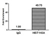 Chromatin Immunoprecipitation Hela (4*10<sup>6</sup>) were treated with Benzanase, sonicated, and immunoprecipitated with 5µg anti-HIST1H3A (CSB-PA010418OA23nbhbHU) or a control normal rabbit IgG. The resulting ChIP DNA was quantified using real-time PCR with primers against the β-Globin promoter.