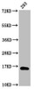 Western Blot<br />
 Positive WB detected in: 293 whole cell lysate (treated with 30mM sodium butyrate for 4h) 
 <br />
 All lanes: HIST1H3A antibody at 1µg/ml<br />
 Secondary<br />
 Goat polyclonal to rabbit IgG at 1/50000 dilution<br />
 Predicted band size: 16 kDa<br />
 Observed band size: 16 kDa<br />