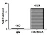 Chromatin Immunoprecipitation Hela (4*10<sup>6</sup>, treated with 30mM sodium 3-hydroxybutyrate for 4h) were treated with Micrococcal Nuclease, sonicated, and immunoprecipitated with 5µg anti-HIST1H3A (CSB-PA010418OA09bhbHU) or a control normal rabbit IgG. The resulting ChIP DNA was quantified using real-time PCR with primers against the β-Globin promoter.
