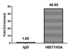 Chromatin Immunoprecipitation Hela (4*10<sup>6</sup>) were treated with Micrococcal Nuclease, sonicated, and immunoprecipitated with 5µg anti-HIST1H3A (CSB-PA010418OA23nbutHU) or a control normal rabbit IgG. The resulting ChIP DNA was quantified using real-time PCR with primers against the β-Globin promoter. Chromatin Immunoprecipitation Hela (4*10<sup>6</sup>) were treated with Micrococcal Nuclease, sonicated, and immunoprecipitated with 5µg anti-HIST1H3A (CSB-PA010418OA23nbutHU) or a control normal rabbit IgG. The resulting ChIP DNA was quantified using real-time PCR with primers against the β-Globin promoter.