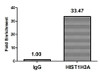 Chromatin Immunoprecipitation Hela (10<sup>6</sup>, treated with 30mM sodium crotonylate for 4h) were treated with Micrococcal Nuclease, sonicated, and immunoprecipitated with 5µg anti-HIST1H3A (CSB-PA010418OA09crHU) or a control normal rabbit IgG. The resulting ChIP DNA was quantified using real-time PCR with primers against the β-Globin promoter.