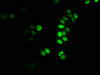Immunofluorescence staining of HepG2 cells with CSB-PA010418OA122nacHU at 1:2.5, counter-stained with DAPI. The cells were fixed in 4% formaldehyde, permeabilized using 0.2% Triton X-100 and blocked in 10% normal Goat Serum. The cells were then incubated with the antibody overnight at 4°C. The secondary antibody was Alexa Fluor 488-congugated AffiniPure Goat Anti-Rabbit IgG (H+L) .