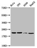 Western Blot<br />
 Positive WB detected in: Hela whole cell lysate, 293 whole cell lysate, A549 whole cell lysate, HepG2 whole cell lysate<br />
 All lanes: HIST1H1D antibody at 1.6µg/ml<br />
 Secondary<br />
 Goat polyclonal to rabbit IgG at 1/50000 dilution<br />
 Predicted band size: 23 kDa<br />
 Observed band size: 23 kDa<br />