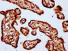 IHC image of CSB-PA010379OA64nbhbHU diluted at 1:20 and staining in paraffin-embedded human placenta tissue performed on a Leica BondTM system. After dewaxing and hydration, antigen retrieval was mediated by high pressure in a citrate buffer (pH 6.0) . Section was blocked with 10% normal goat serum 30min at RT. Then primary antibody (1% BSA) was incubated at 4°C overnight. The primary is detected by a biotinylated secondary antibody and visualized using an HRP conjugated SP system.