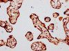 IHC image of CSB-PA010429OA08nbhbHU diluted at 1:20 and staining in paraffin-embedded human placenta tissue performed on a Leica BondTM system. After dewaxing and hydration, antigen retrieval was mediated by high pressure in a citrate buffer (pH 6.0) . Section was blocked with 10% normal goat serum 30min at RT. Then primary antibody (1% BSA) was incubated at 4°C overnight. The primary is detected by a biotinylated secondary antibody and visualized using an HRP conjugated SP system.