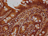 IHC image of CSB-PA010379OA90nbhbHU diluted at 1:20 and staining in paraffin-embedded human small intestine tissue performed on a Leica BondTM system. After dewaxing and hydration, antigen retrieval was mediated by high pressure in a citrate buffer (pH 6.0) . Section was blocked with 10% normal goat serum 30min at RT. Then primary antibody (1% BSA) was incubated at 4°C overnight. The primary is detected by a biotinylated secondary antibody and visualized using an HRP conjugated SP system.