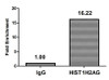 Chromatin Immunoprecipitation Hela (4*10<sup>6</sup>) were treated with Micrococcal Nuclease, sonicated, and immunoprecipitated with 5µg anti-HIST1H2AG (CSB-PA010389OA95ncrHU) or a control normal rabbit IgG. The resulting ChIP DNA was quantified using real-time PCR with primers against the β-Globin promoter.