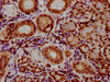 IHC image of CSB-PA010389OA118nbhbHU diluted at 1:20 and staining in paraffin-embedded human pancreatic tissue performed on a Leica BondTM system. After dewaxing and hydration, antigen retrieval was mediated by high pressure in a citrate buffer (pH 6.0) . Section was blocked with 10% normal goat serum 30min at RT. Then primary antibody (1% BSA) was incubated at 4°C overnight. The primary is detected by a biotinylated secondary antibody and visualized using an HRP conjugated SP system.