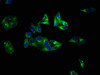 Immunofluorescence staining of Hela cells with CSB-PA021438EA01HU at 1:100, counter-stained with DAPI. The cells were fixed in 4% formaldehyde, permeabilized using 0.2% Triton X-100 and blocked in 10% normal Goat Serum. The cells were then incubated with the antibody overnight at 4°C. The secondary antibody was Alexa Fluor 488-congugated AffiniPure Goat Anti-Rabbit IgG (H+L) .