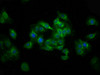 Immunofluorescence staining of HepG2 cells with CSB-PA025534LA01HU at 1:100, counter-stained with DAPI. The cells were fixed in 4% formaldehyde, permeabilized using 0.2% Triton X-100 and blocked in 10% normal Goat Serum. The cells were then incubated with the antibody overnight at 4°C. The secondary antibody was Alexa Fluor 488-congugated AffiniPure Goat Anti-Rabbit IgG (H+L) .