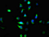 Immunofluorescence staining of A549 cells with CSB-PA23279A0Rb at 1:100, counter-stained with DAPI. The cells were fixed in 4% formaldehyde, permeabilized using 0.2% Triton X-100 and blocked in 10% normal Goat Serum. The cells were then incubated with the antibody overnight at 4°C. The secondary antibody was Alexa Fluor 488-congugated AffiniPure Goat Anti-Rabbit IgG (H+L) .