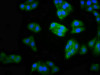 Immunofluorescence staining of HepG2 cells with CSB-PA529746LA01HU at 1:100, counter-stained with DAPI. The cells were fixed in 4% formaldehyde, permeabilized using 0.2% Triton X-100 and blocked in 10% normal Goat Serum. The cells were then incubated with the antibody overnight at 4°C. The secondary antibody was Alexa Fluor 488-congugated AffiniPure Goat Anti-Rabbit IgG (H+L) .