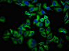 Immunofluorescence staining of Hela cells with CSB-PA740925LA01HU at 1:100, counter-stained with DAPI. The cells were fixed in 4% formaldehyde, permeabilized using 0.2% Triton X-100 and blocked in 10% normal Goat Serum. The cells were then incubated with the antibody overnight at 4°C. The secondary antibody was Alexa Fluor 488-congugated AffiniPure Goat Anti-Rabbit IgG (H+L) .