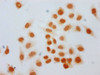 Immunocytochemistry analysis of CSB-PA010378OA168hibHU diluted at 1:40 and staining in Hela cells (treated with 30mM sodium butyrate for 4h) performed on a Leica BondTM system. The cells were fixed in 4% formaldehyde, permeabilized using 0.2% Triton X-100 and blocked with 10% normal goat serum 30min at RT. Then primary antibody (1% BSA) was incubated at 4°C overnight. The primary is detected by a biotinylated secondary antibody and visualized using an HRP conjugated SP system.