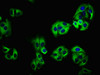 Immunofluorescence staining of HepG2 cells with CSB-PA715035LA01HU at 1:100, counter-stained with DAPI. The cells were fixed in 4% formaldehyde, permeabilized using 0.2% Triton X-100 and blocked in 10% normal Goat Serum. The cells were then incubated with the antibody overnight at 4°C. The secondary antibody was Alexa Fluor 488-congugated AffiniPure Goat Anti-Rabbit IgG (H+L) .