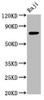 Western Blot<br />
 Positive WB detected in: Raji whole cell lysate<br />
 All lanes: TSPEAR antibody at 3.5µg/ml<br />
 Secondary<br />
 Goat polyclonal to rabbit IgG at 1/50000 dilution<br />
 Predicted band size: 75, 67 kDa<br />
 Observed band size: 75 kDa<br />