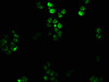 Immunofluorescence staining of PC3 cells with CSB-PA010677LA01HU at 1:100, counter-stained with DAPI. The cells were fixed in 4% formaldehyde, permeabilized using 0.2% Triton X-100 and blocked in 10% normal Goat Serum. The cells were then incubated with the antibody overnight at 4°C. The secondary antibody was Alexa Fluor 488-congugated AffiniPure Goat Anti-Rabbit IgG (H+L) .