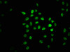 Immunofluorescence staining of Hela cells with CSB-PA22769A0Rb at 1:67, counter-stained with DAPI. The cells were fixed in 4% formaldehyde, permeabilized using 0.2% Triton X-100 and blocked in 10% normal Goat Serum. The cells were then incubated with the antibody overnight at 4°C. The secondary antibody was Alexa Fluor 488-congugated AffiniPure Goat Anti-Rabbit IgG (H+L) .