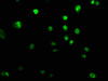 Immunofluorescence staining of U251 cells with CSB-PA839395LA01HU at 1:100, counter-stained with DAPI. The cells were fixed in 4% formaldehyde, permeabilized using 0.2% Triton X-100 and blocked in 10% normal Goat Serum. The cells were then incubated with the antibody overnight at 4°C. The secondary antibody was Alexa Fluor 488-congugated AffiniPure Goat Anti-Rabbit IgG (H+L) .