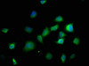 Immunofluorescence staining of SH-SY5Y cells with CSB-PA862001LA01HU at 1:166, counter-stained with DAPI. The cells were fixed in 4% formaldehyde, permeabilized using 0.2% Triton X-100 and blocked in 10% normal Goat Serum. The cells were then incubated with the antibody overnight at 4°C. The secondary antibody was Alexa Fluor 488-congugated AffiniPure Goat Anti-Rabbit IgG (H+L) .