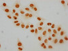 Immunocytochemistry analysis of CSB-PA010429PA12hibHU diluted at 1:30 and staining in Hela cells (treated with 30mM sodium butyrate for 4h) performed on a Leica BondTM system. The cells were fixed in 4% formaldehyde, permeabilized using 0.2% Triton X-100 and blocked with 10% normal goat serum 30min at RT. Then primary antibody (1% BSA) was incubated at 4°C overnight. The primary is detected by a biotinylated secondary antibody and visualized using an HRP conjugated SP system.