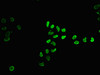 Immunofluorescence staining of Hela cells (treated with 30mM sodium butyrate for 4h) with CSB-PA010429PA12hibHU at 1:15, counter-stained with DAPI. The cells were fixed in 4% formaldehyde, permeabilized using 0.2% Triton X-100 and blocked in 10% normal Goat Serum. The cells were then incubated with the antibody overnight at 4°C. The secondary antibody was Alexa Fluor 488-congugated AffiniPure Goat Anti-Rabbit IgG (H+L) .