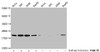 Western Blot<br />
 Detected samples: Hela whole cell lysate, 293 whole cell lysate, A549 whole cell lysate, HepG2 whole cell lysate; Untreated (-) or treated (+) with 30mM sodium butyrate for 4h<br />
 All lanes: HIST1H1C antibody at 3.5µg/ml<br />
 Secondary<br />
 Goat polyclonal to rabbit IgG at 1/50000 dilution<br />
 Predicted band size: 22 kDa<br />
 Observed band size: 22 kDa<br />