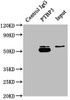 Immunoprecipitating PTBP3 in A549 whole cell lysate<br />
 Lane 1: Rabbit control IgG instead of CSB-PA020060NA01HU in A549 whole cell lysate.
 For western blotting, a HRP-conjugated Protein G antibody was used as the secondary antibody (1/50000) <br />
 Lane 2: CSB-PA020060NA01HU (5µg) + A549 whole cell lysate (0.5mg) <br />
 Lane 3: A549 whole cell lysate (20µg) <br />