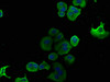 Immunofluorescence staining of MCF-7 cells with CSB-PA836207LA01HU at 1:133, counter-stained with DAPI. The cells were fixed in 4% formaldehyde, permeabilized using 0.2% Triton X-100 and blocked in 10% normal Goat Serum. The cells were then incubated with the antibody overnight at 4°C. The secondary antibody was Alexa Fluor 488-congugated AffiniPure Goat Anti-Rabbit IgG (H+L) .