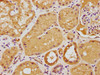 IHC image of CSB-PA884465PA01HU diluted at 1:100 and staining in paraffin-embedded human kidney tissue performed on a Leica BondTM system. After dewaxing and hydration, antigen retrieval was mediated by high pressure in a citrate buffer (pH 6.0) . Section was blocked with 10% normal goat serum 30min at RT. Then primary antibody (1% BSA) was incubated at 4°C overnight. The primary is detected by a biotinylated secondary antibody and visualized using an HRP conjugated SP system.
