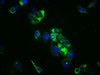 Immunofluorescence staining of Hela cells with CSB-PA722568LA01HU at 1:100, counter-stained with DAPI. The cells were fixed in 4% formaldehyde, permeabilized using 0.2% Triton X-100 and blocked in 10% normal Goat Serum. The cells were then incubated with the antibody overnight at 4°C. The secondary antibody was Alexa Fluor 488-congugated AffiniPure Goat Anti-Rabbit IgG (H+L) .