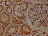 IHC image of CSB-PA860357EA01HU diluted at 1:300 and staining in paraffin-embedded human kidney tissue performed on a Leica BondTM system. After dewaxing and hydration, antigen retrieval was mediated by high pressure in a citrate buffer (pH 6.0) . Section was blocked with 10% normal goat serum 30min at RT. Then primary antibody (1% BSA) was incubated at 4°C overnight. The primary is detected by a biotinylated secondary antibody and visualized using an HRP conjugated SP system.