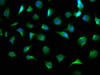 Immunofluorescence staining of A549 cells with CSB-PA001446LA01HU at 1:100, counter-stained with DAPI. The cells were fixed in 4% formaldehyde, permeabilized using 0.2% Triton X-100 and blocked in 10% normal Goat Serum. The cells were then incubated with the antibody overnight at 4°C. The secondary antibody was Alexa Fluor 488-congugated AffiniPure Goat Anti-Rabbit IgG (H+L) .