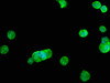 Immunofluorescence staining of MCF-7 cells with CSB-PA019683LA01HU at 1:100, counter-stained with DAPI. The cells were fixed in 4% formaldehyde, permeabilized using 0.2% Triton X-100 and blocked in 10% normal Goat Serum. The cells were then incubated with the antibody overnight at 4°C. The secondary antibody was Alexa Fluor 488-congugated AffiniPure Goat Anti-Rabbit IgG (H+L) .