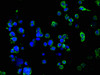 Immunofluorescence staining of 293 cells with CSB-PA022971LA01HU at 1:100, counter-stained with DAPI. The cells were fixed in 4% formaldehyde, permeabilized using 0.2% Triton X-100 and blocked in 10% normal Goat Serum. The cells were then incubated with the antibody overnight at 4°C. The secondary antibody was Alexa Fluor 488-congugated AffiniPure Goat Anti-Rabbit IgG (H+L) .