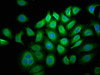 Immunofluorescence staining of A549 cells with CSB-PA622993LA01HU at 1:33, counter-stained with DAPI. The cells were fixed in 4% formaldehyde, permeabilized using 0.2% Triton X-100 and blocked in 10% normal Goat Serum. The cells were then incubated with the antibody overnight at 4°C. The secondary antibody was Alexa Fluor 488-congugated AffiniPure Goat Anti-Rabbit IgG (H+L) .