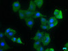 Immunofluorescence staining of Hela cells with CSB-PA013091NA01HU at 1:133, counter-stained with DAPI. The cells were fixed in 4% formaldehyde, permeabilized using 0.2% Triton X-100 and blocked in 10% normal Goat Serum. The cells were then incubated with the antibody overnight at 4°C. The secondary antibody was Alexa Fluor 488-congugated AffiniPure Goat Anti-Rabbit IgG (H+L) .