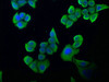 Immunofluorescence staining of Hela cells with CSB-PA021096NA01HU at 1:100, counter-stained with DAPI. The cells were fixed in 4% formaldehyde, permeabilized using 0.2% Triton X-100 and blocked in 10% normal Goat Serum. The cells were then incubated with the antibody overnight at 4°C. The secondary antibody was Alexa Fluor 488-congugated AffiniPure Goat Anti-Rabbit IgG (H+L) .