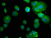Immunofluorescence staining of MCF-7 with CSB-PA27759A0Rb at 1:50, counter-stained with DAPI. The cells were fixed in 4% formaldehyde, permeabilized using 0.2% Triton X-100 and blocked in 10% normal Goat Serum. The cells were then incubated with the antibody overnight at 4°C. The secondary antibody was Alexa Fluor 488-congugated AffiniPure Goat Anti-Rabbit IgG (H+L) . Immunofluorescence staining of MCF-7 with CSB-PA27759A0Rb at 1:50, counter-stained with DAPI. The cells were fixed in 4% formaldehyde, permeabilized using 0.2% Triton X-100 and blocked in 10% normal Goat Serum. The cells were then incubated with the antibody overnight at 4°C. The secondary antibody was Alexa Fluor 488-congugated AffiniPure Goat Anti-Rabbit IgG (H+L) .