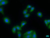 Immunofluorescence staining of HepG2 cells with CSB-PA525315LA01HU at 1:50, counter-stained with DAPI. The cells were fixed in 4% formaldehyde, permeabilized using 0.2% Triton X-100 and blocked in 10% normal Goat Serum. The cells were then incubated with the antibody overnight at 4°C. The secondary antibody was Alexa Fluor 488-congugated AffiniPure Goat Anti-Rabbit IgG (H+L) .